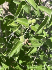 Croton sonorae