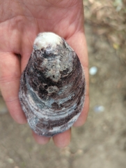 Ostreidae