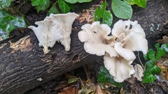 Pleurotus pulmonarius