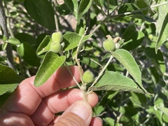 Croton sonorae