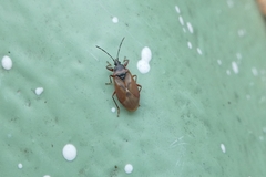Gastrodes abietum