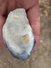 Ostreidae