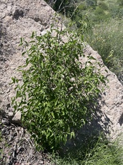 Croton sonorae