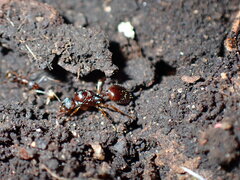Aphaenogaster fulva