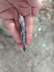 Ostreidae