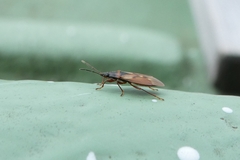 Gastrodes abietum