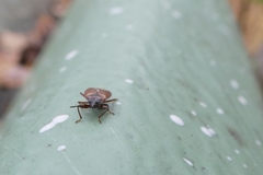 Gastrodes abietum