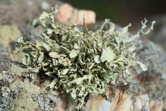 Ramalina