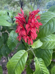 Pachystachys coccinea