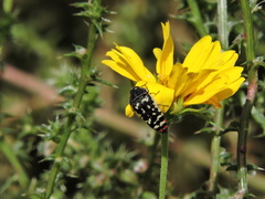 Acmaeodera disjuncta
