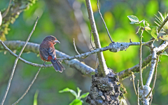 Ramphocelus carbo