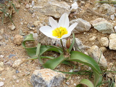 Tulipa saxatilis