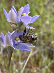 Thelymitra megcalyptra