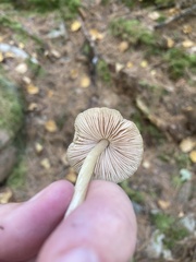 Entoloma formosum