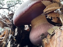 Rubroboletus eastwoodiae