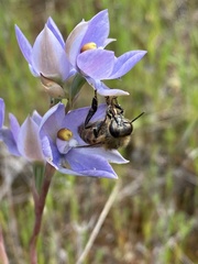 Thelymitra megcalyptra