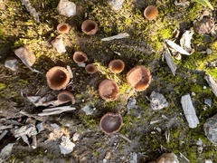 Pezizaceae