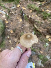 Entoloma formosum
