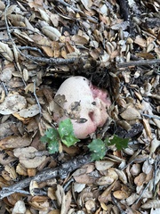 Rubroboletus eastwoodiae