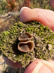 Pezizaceae