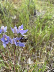 Thelymitra megcalyptra