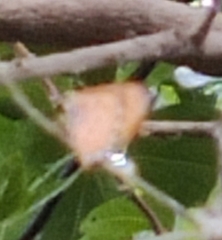 Danaus chrysippus