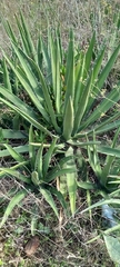 Agave difformis