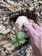 Rubroboletus eastwoodiae