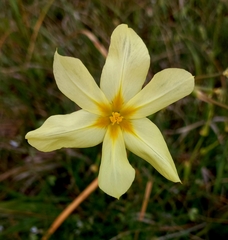 Moraea collina