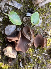 Pezizaceae
