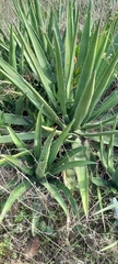 Agave difformis