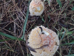 Amanita persicina