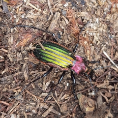 Carabus lineatus lateralis