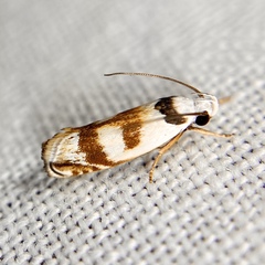 Plectophila pyrgodes