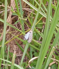 Utetheisa pulchelloides