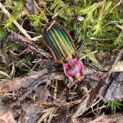 Carabus lineatus lateralis