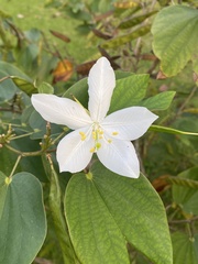 Bauhinia acuminata