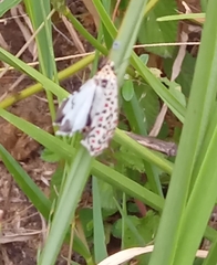 Utetheisa pulchelloides