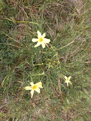 Moraea collina