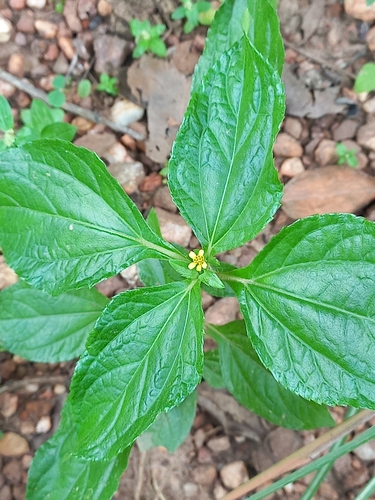 Synedrella nodiflora image