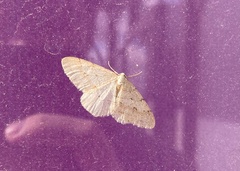 Larerannis orthogrammaria
