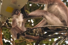 Presbytis siamensis