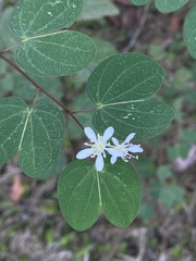 Bauhinia brachycarpa