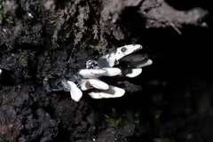 Xylaria hypoxylon