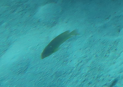 Pomacentrus moluccensis