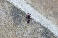 Notiophilus biguttatus