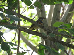 Luscinia svecica svecica