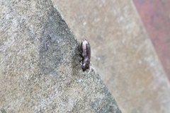 Notiophilus biguttatus