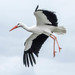 White Stork - Photo (c) Barry Badcock, some rights reserved (CC BY)