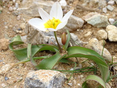 Tulipa saxatilis